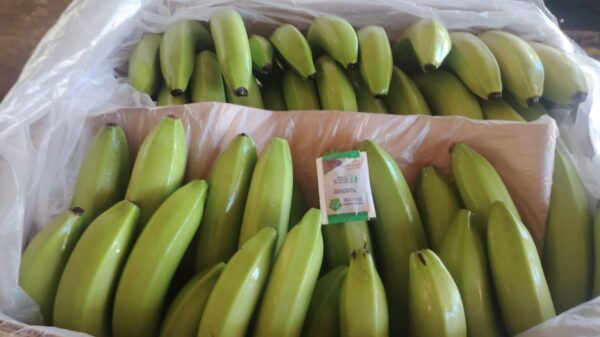 Banana Cavendish